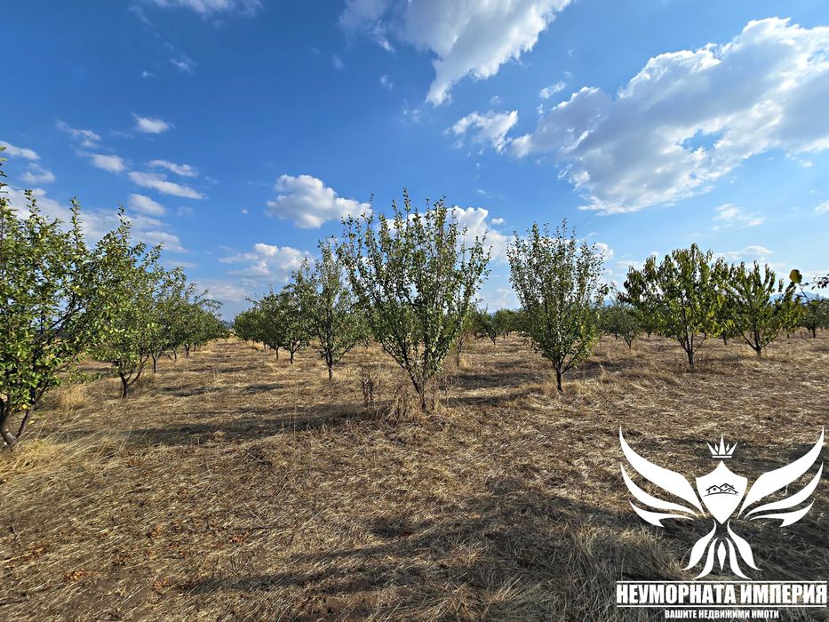 Продавам земя 24.5 декара засята със сливови дръвчета в с.Нови Извор