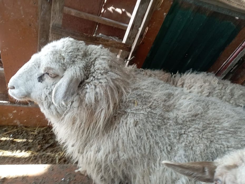 Олар оны жігітке отырғызды