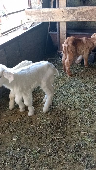 Теке лақтар альпи битал