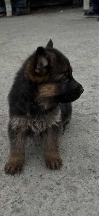 Щенки немецкой овчарки.