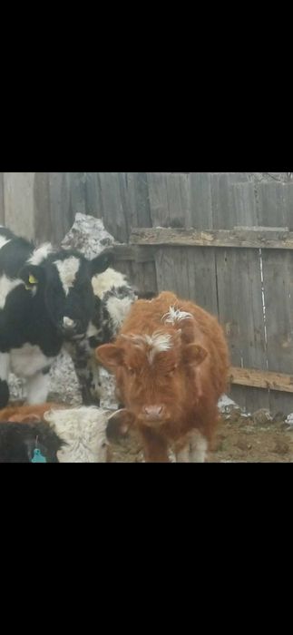 Продам телят 10-11 месяцев
