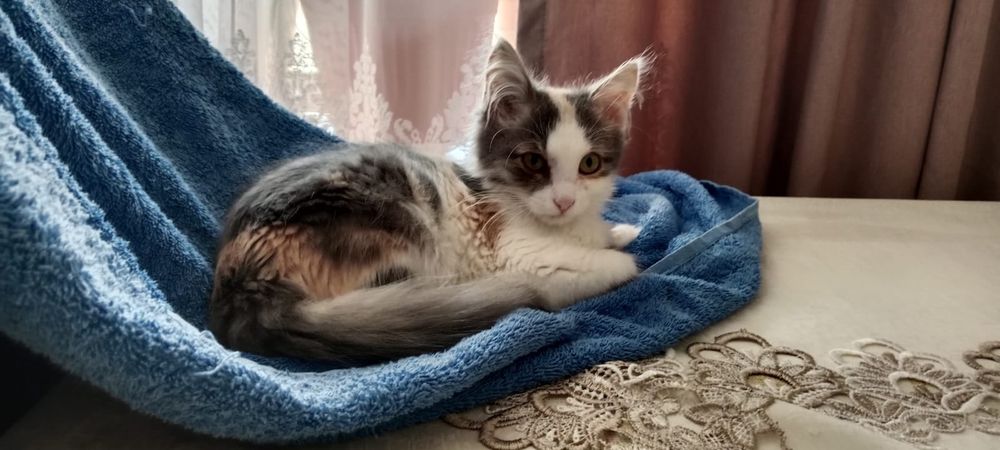 отдам кошку красивую