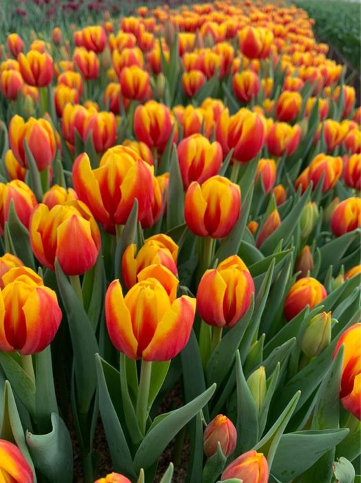 Тюльпаны оптом и в розницу