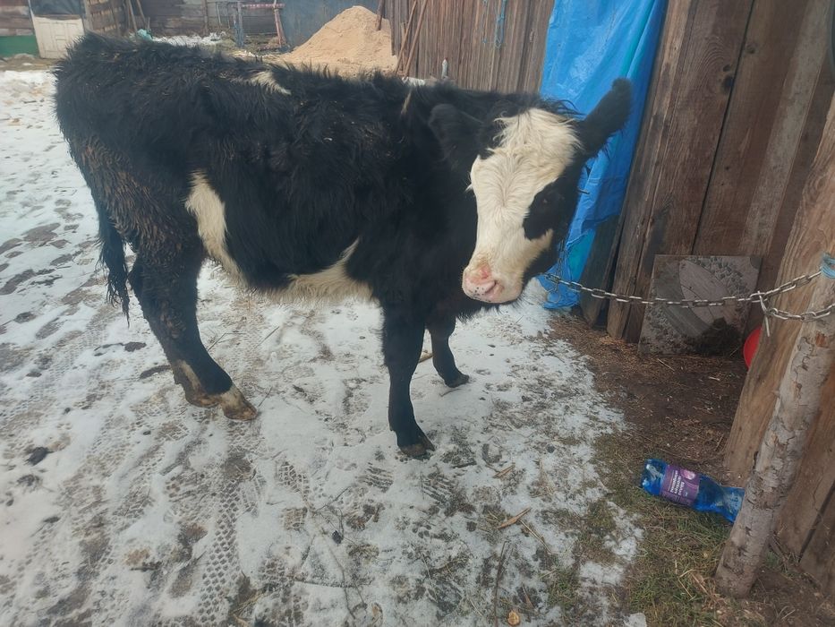 Vând vitea metis fără coarne