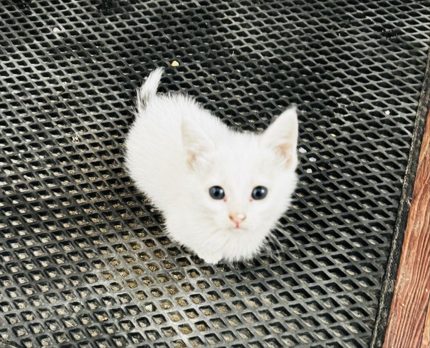 Милые котята приучены к лотку
