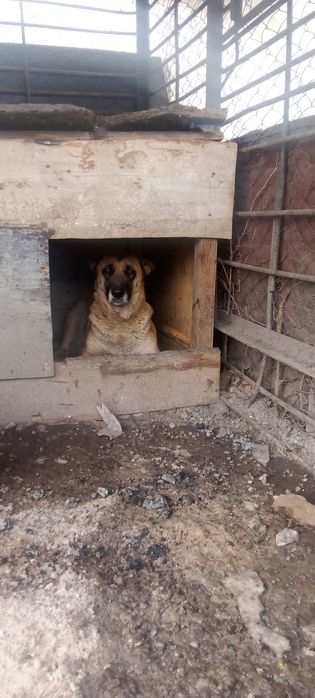 Щенки бельгийская овчарка