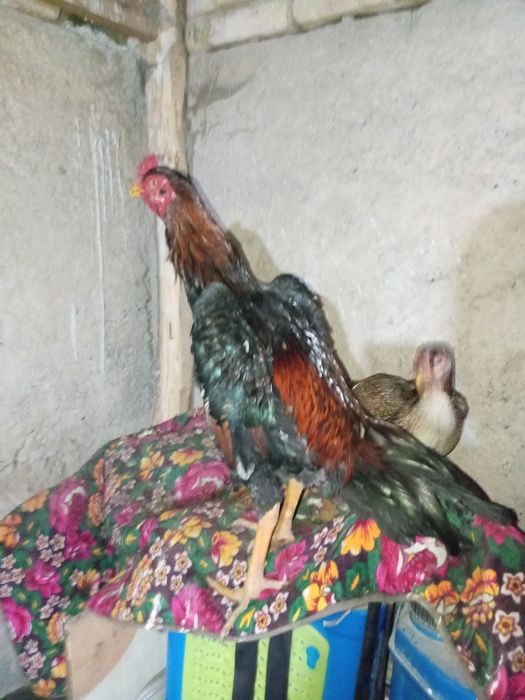 17-iyul joja Grakash xoroz sotiladi vesi 4.2 kg kaltaklari toza nakavu