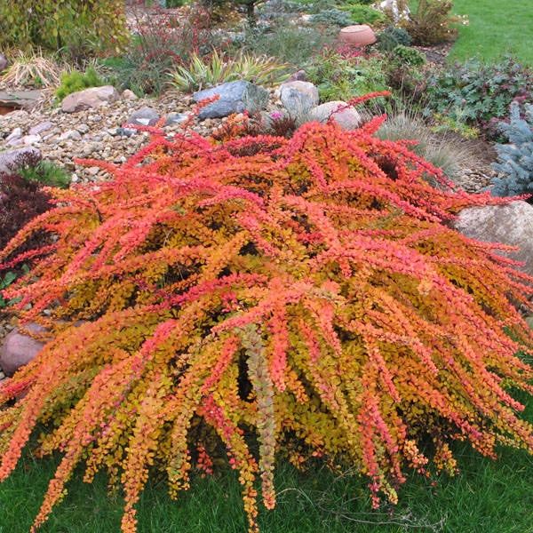 Озеленение городских и частных объектов.