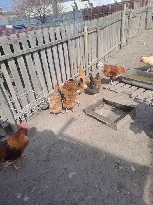 Продам куры 5000