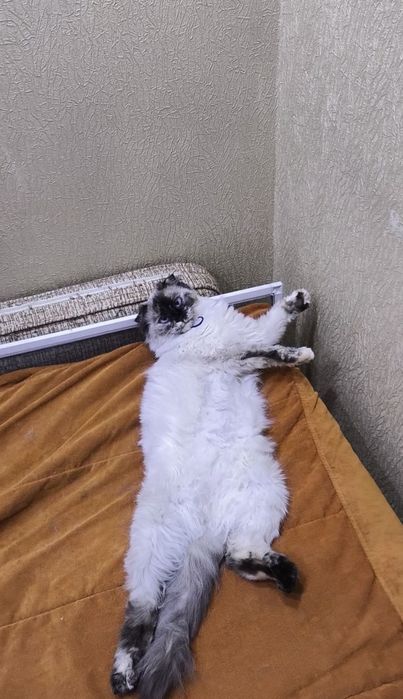 Кошечка подросток