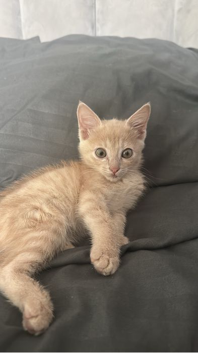 Отдам котенка в добрые руки, мальчик