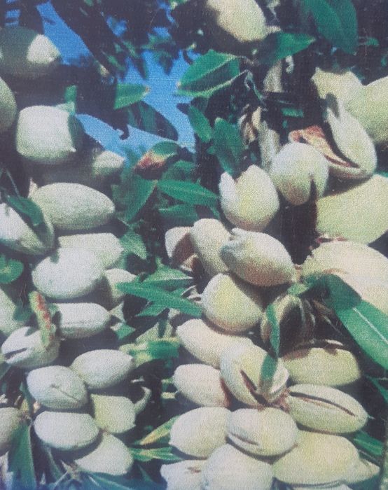 Noyob turdagi kuchatlar sotiladi Chet eldan kelgan kuchatlar ham bor.