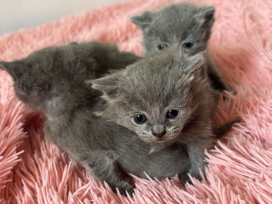 Продам котят британцев