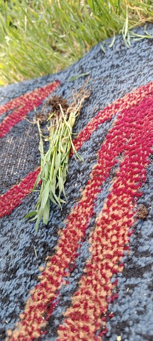 Трава новая корни целые