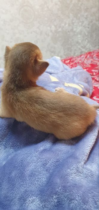 Продаётся Абессинский котята