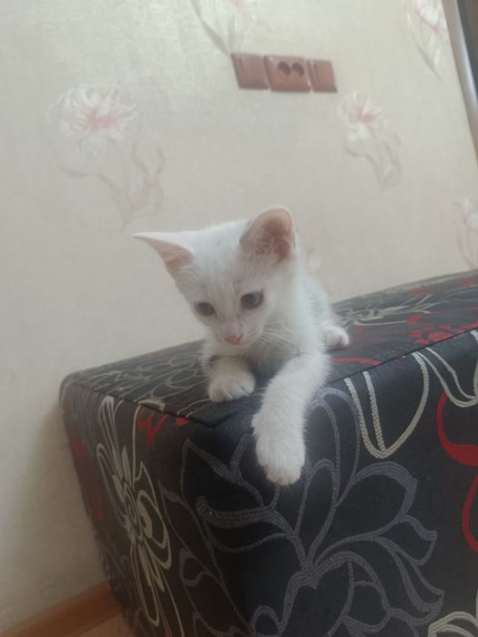 Мыргаулар, котята