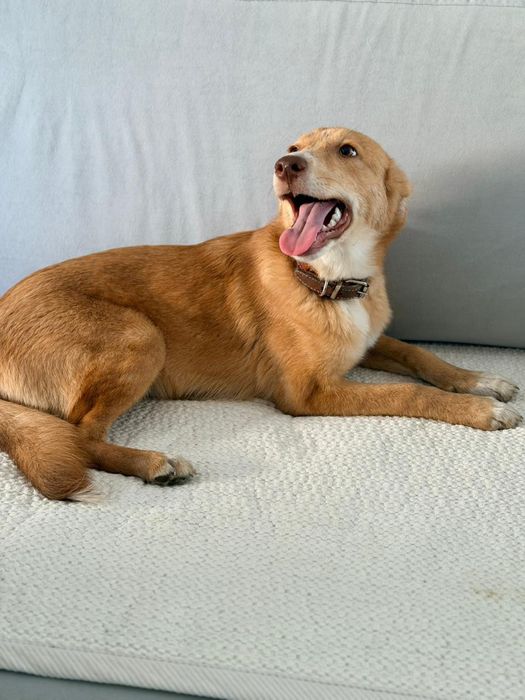 Отдам в добрые руки