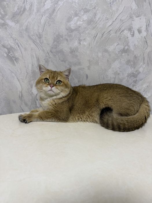 Кошка золотая шиншилла — приглашает на вязку