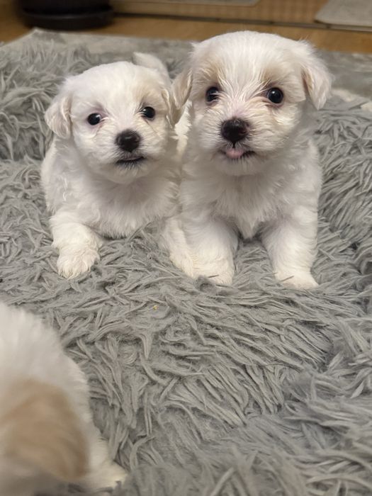 Pui bichon havanez x maltez
