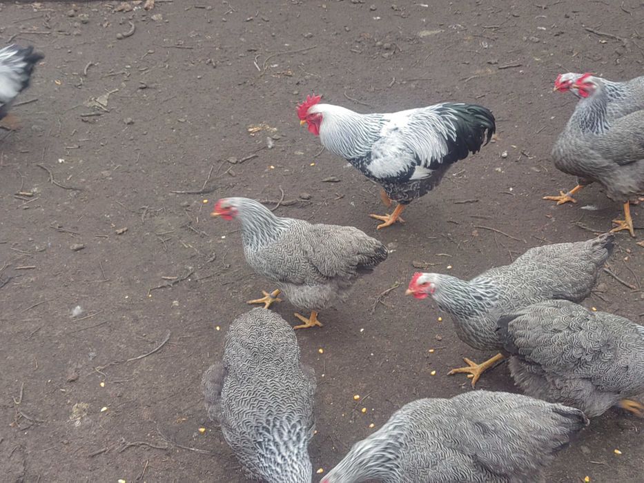 Oua de plymuth arginti