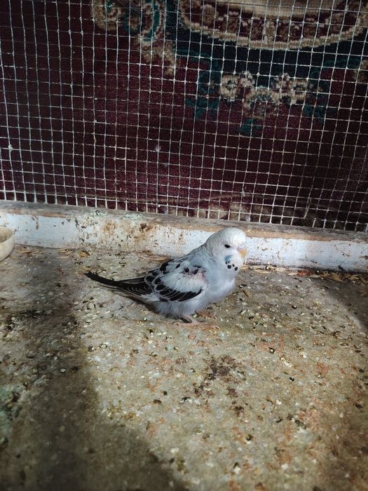 Волнистый папугай