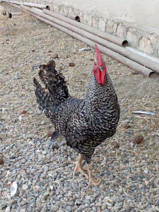 Buxoro tuman Buxoro viloyati