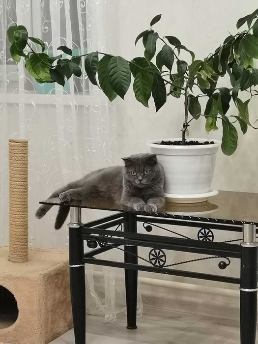 Котенок скоттиш страйт