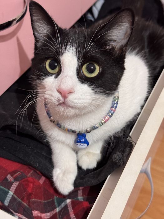 Кошка в добрые руки. Девочка, 11 месяцев. Привита и стерилизованна