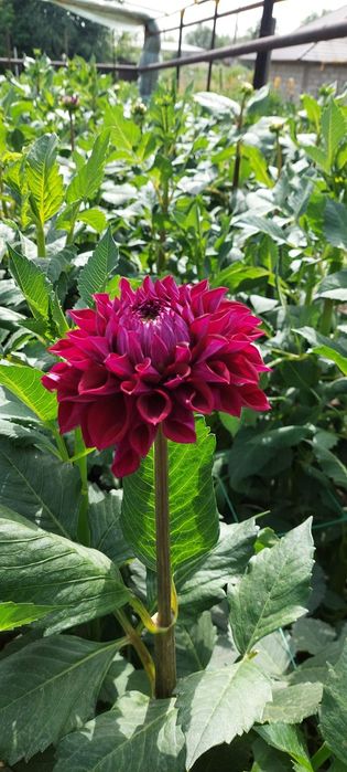 Продам Корни Георгинов  сорт Торнадо