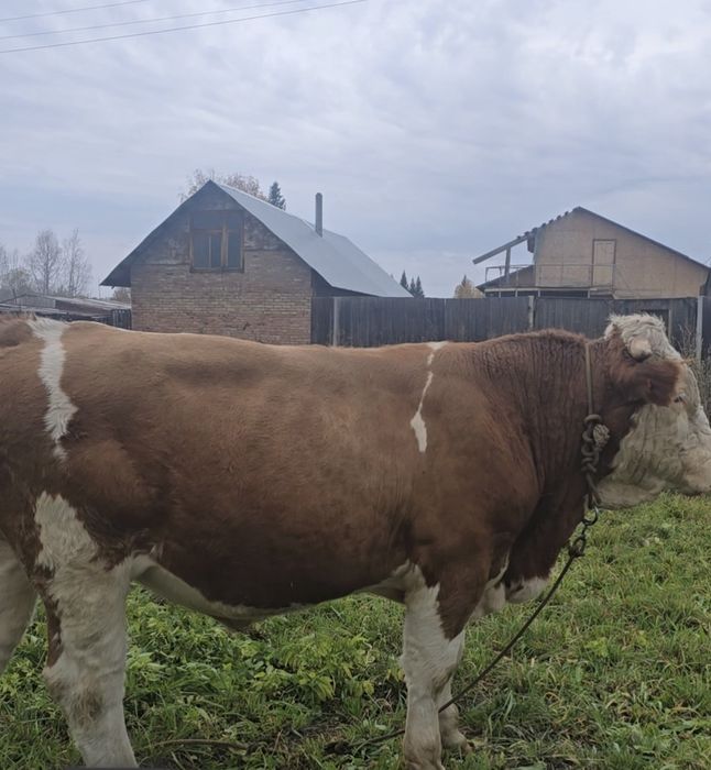 Продам на племья бычка чистого симментала