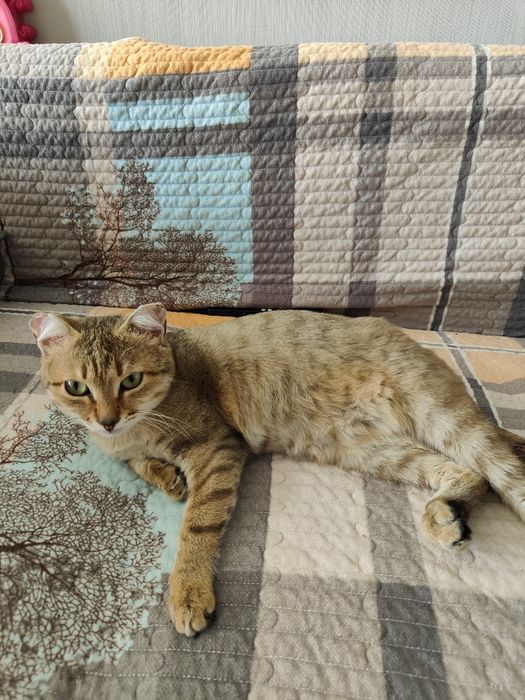 Отдам кота в хорошие руки