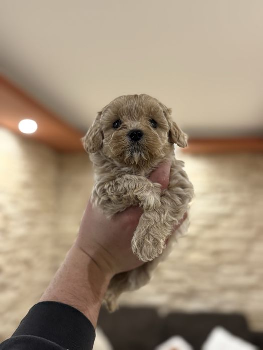 Малтипу момчета и момичета