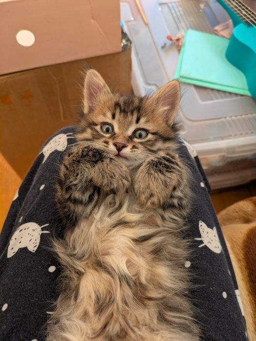 Котята курильский бобтейл