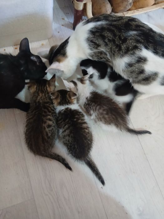 Котята в хорошие руки