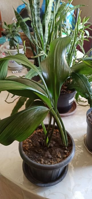 Комнатные  цветы