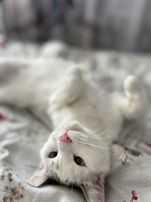 Кошечка бесплатно