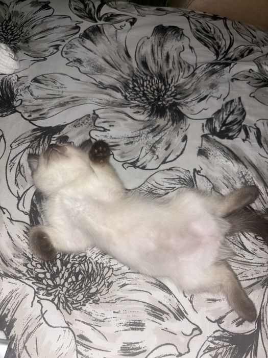 котенок отдам бесплатно,девочка