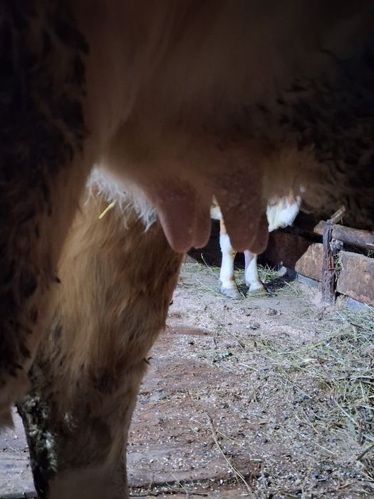 Se vinde vacă de 2 vitei