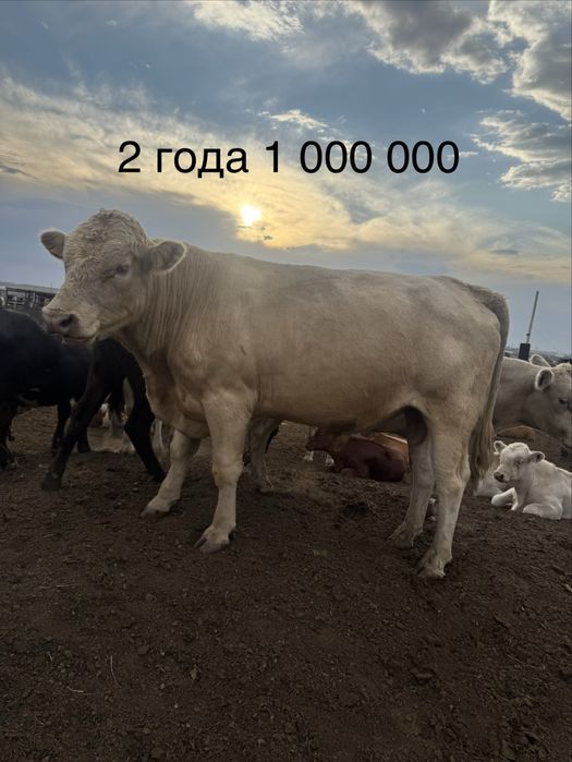 Быки.            .