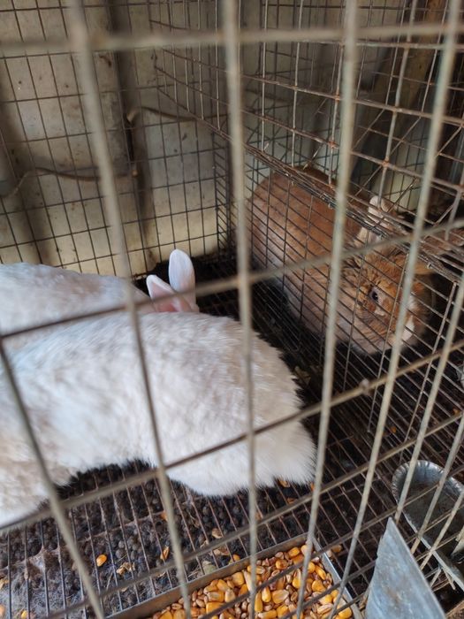 Iepuri de vanzare + cușcă