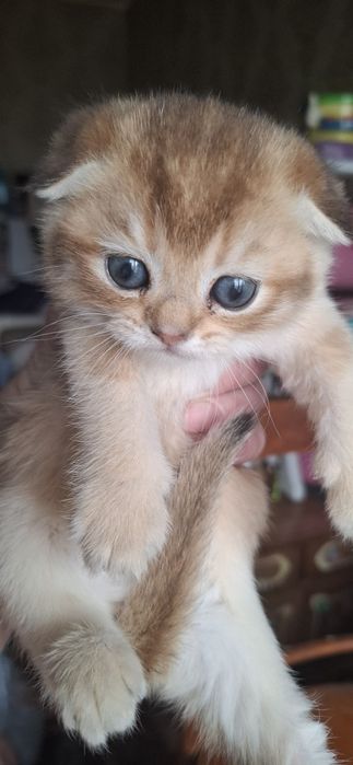 Чистокровные котята скоттиш фолд