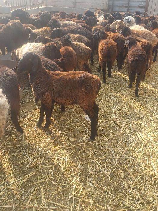 Токтылар сатылады