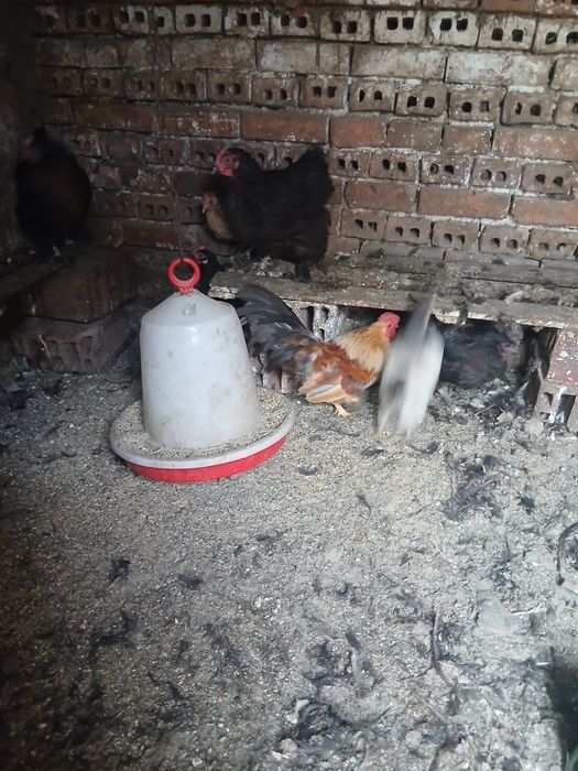 Продавам декоративни кокошки
