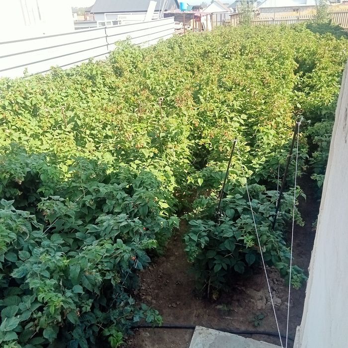 Малина саженцы  бабые лето