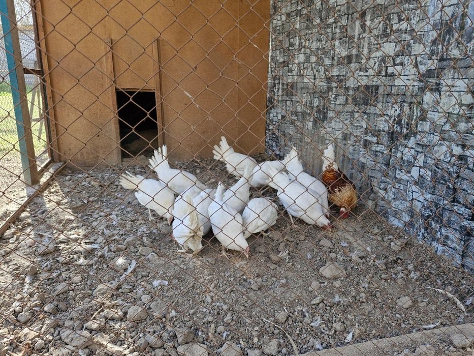 Куры Коралл продаю