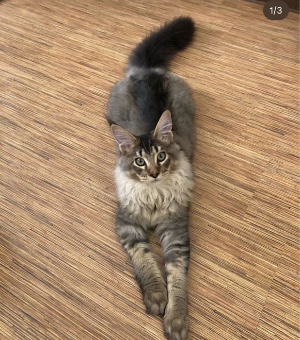 Вязка огромный мейн-кун