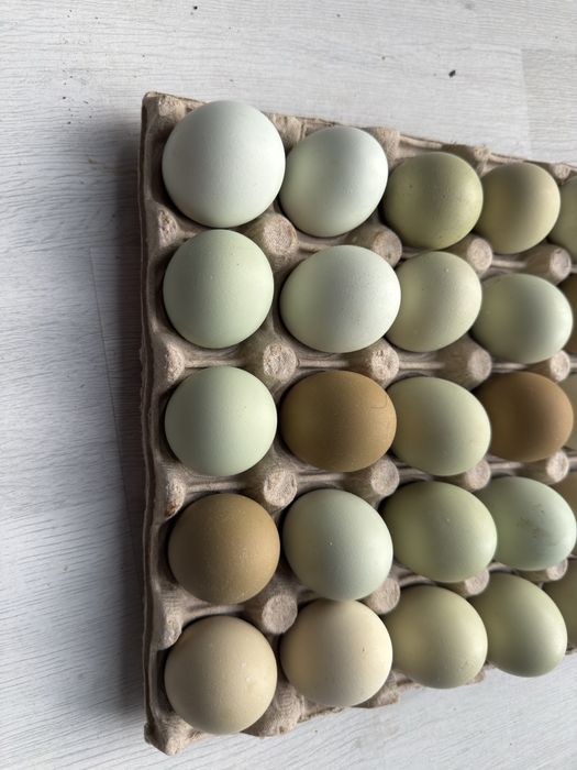 Vand oua incubat: Ameraucana si Olive