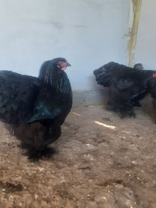 Familie cochinchina urias  pe negru