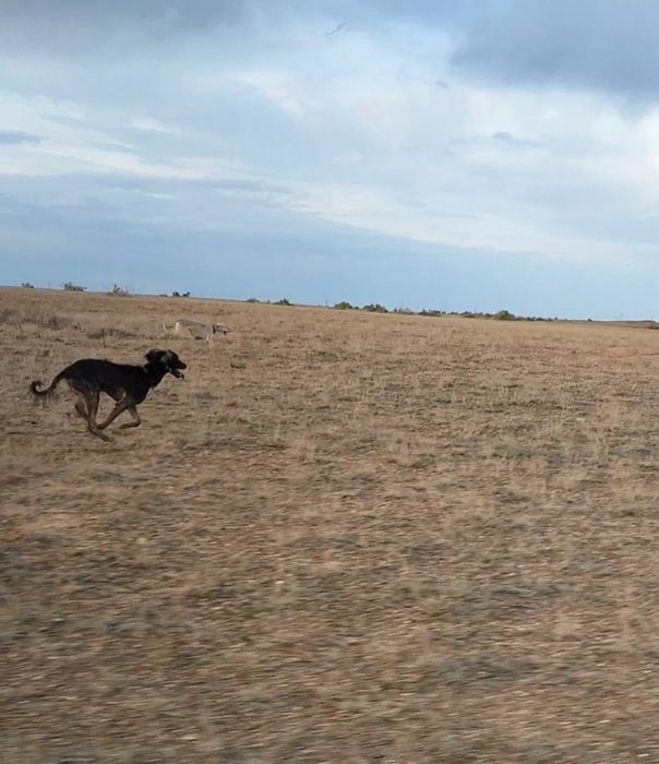 Қазақы құмай тазы