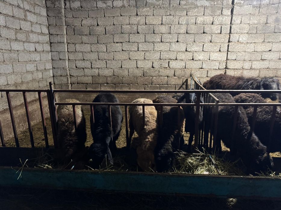 Семиз кошкар койлар